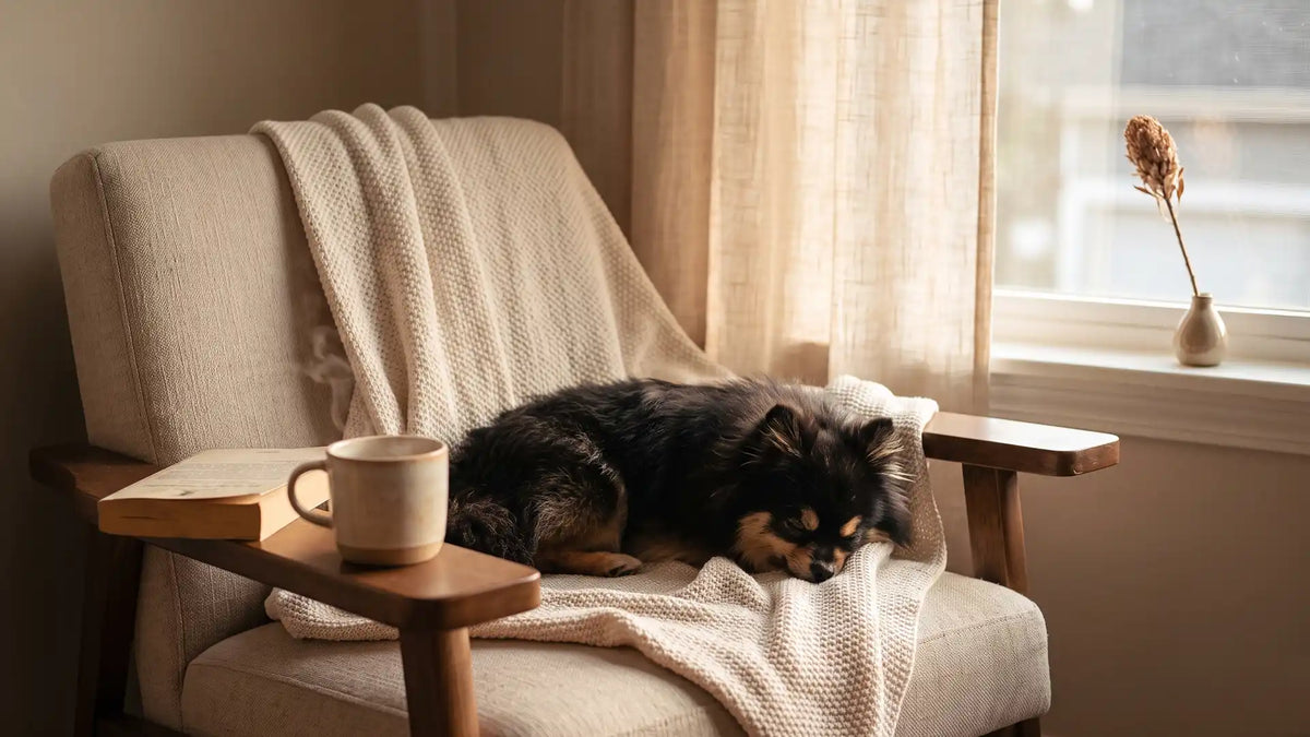 A sleeping dog in a sunlit chair, the art of doing nothing and rest you don't have to earn
